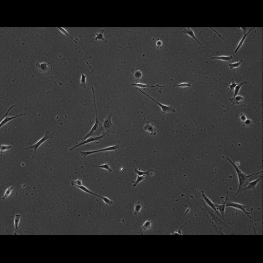  NCBI Organism:Mus musculus; Cell Types:permanent cell line cell Cell Components:cell, nucleus, extracellular matrix part; Biological process:localization, cellular localization, cell adhesion;