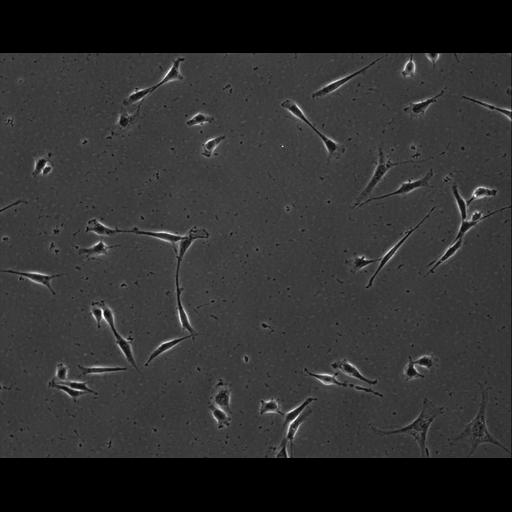  NCBI Organism:Mus musculus; Cell Types:permanent cell line cell Cell Components:cell, nucleus, extracellular matrix part; Biological process:localization, cellular localization, cell adhesion;