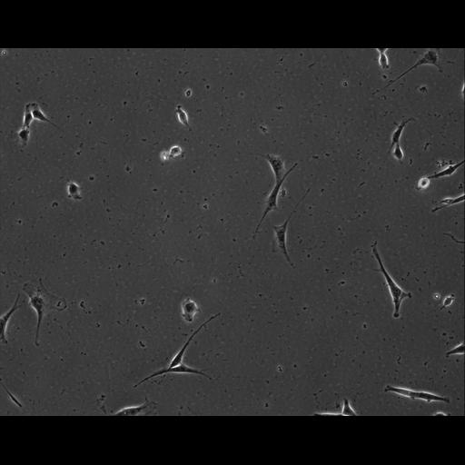  NCBI Organism:Mus musculus; Cell Types:permanent cell line cell Cell Components:cell, nucleus, extracellular matrix part; Biological process:localization, cellular localization, cell adhesion;