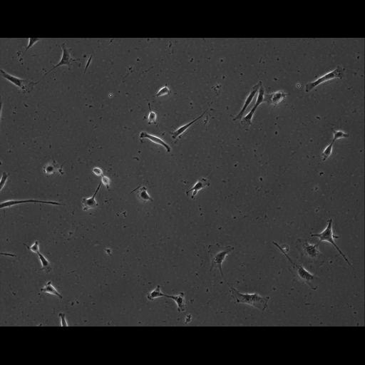  NCBI Organism:Mus musculus; Cell Types:permanent cell line cell Cell Components:cell, nucleus, extracellular matrix part; Biological process:localization, cellular localization, cell adhesion;