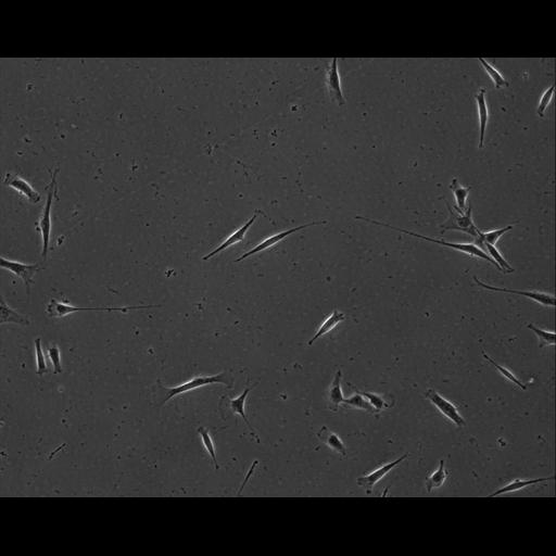  NCBI Organism:Mus musculus; Cell Types:permanent cell line cell Cell Components:cell, nucleus, extracellular matrix part; Biological process:localization, cellular localization, cell adhesion;