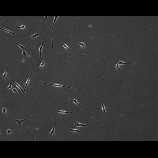  NCBI Organism:Mus musculus; Cell Types:permanent cell line cell Cell Components:cell, nucleus, extracellular matrix part; Biological process:localization, cellular localization, cell adhesion;