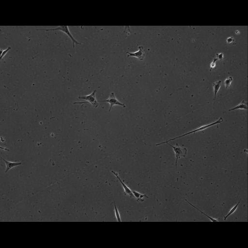  NCBI Organism:Mus musculus; Cell Types:permanent cell line cell Cell Components:cell, nucleus, extracellular matrix part; Biological process:localization, cellular localization, cell adhesion;