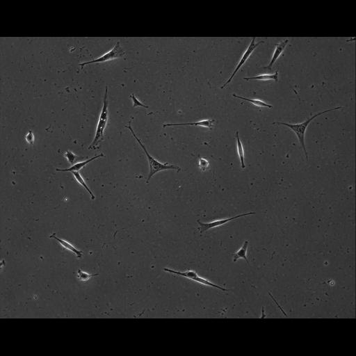  NCBI Organism:Mus musculus; Cell Types:permanent cell line cell Cell Components:cell, nucleus, extracellular matrix part; Biological process:localization, cellular localization, cell adhesion;