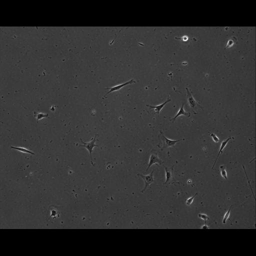  NCBI Organism:Mus musculus; Cell Types:permanent cell line cell Cell Components:cell, nucleus, extracellular matrix part; Biological process:localization, cellular localization, cell adhesion;