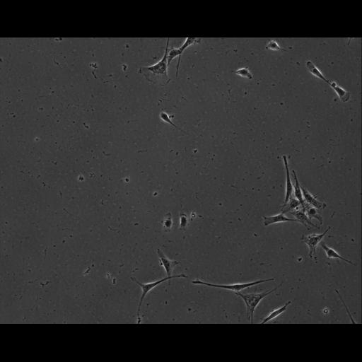  NCBI Organism:Mus musculus; Cell Types:permanent cell line cell Cell Components:cell, nucleus, extracellular matrix part; Biological process:localization, cellular localization, cell adhesion;