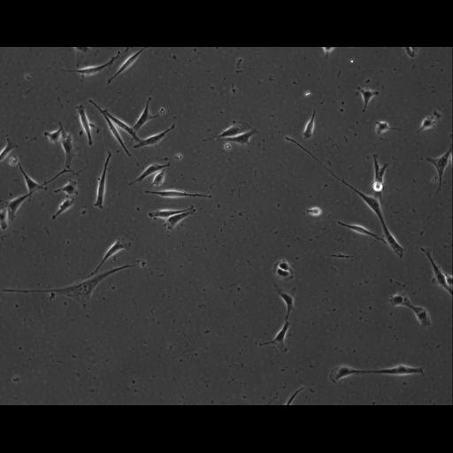  NCBI Organism:Mus musculus; Cell Types:permanent cell line cell Cell Components:cell, nucleus, extracellular matrix part; Biological process:localization, cellular localization, cell adhesion;