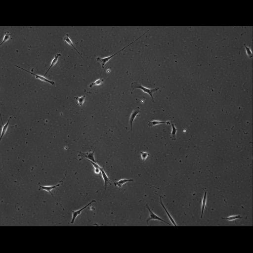  NCBI Organism:Mus musculus; Cell Types:permanent cell line cell Cell Components:cell, nucleus, extracellular matrix part; Biological process:localization, cellular localization, cell adhesion;