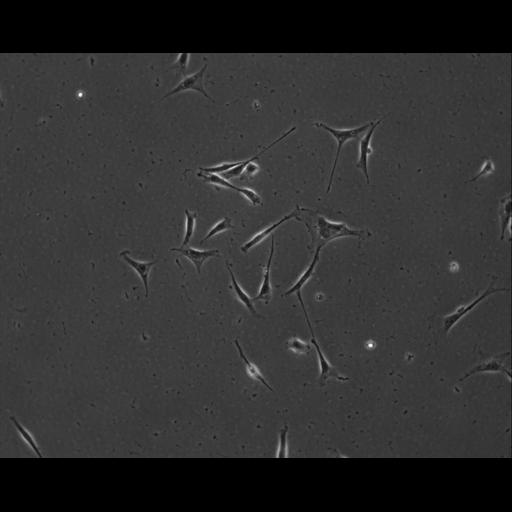  NCBI Organism:Mus musculus; Cell Types:permanent cell line cell Cell Components:cell, nucleus, extracellular matrix part; Biological process:localization, cellular localization, cell adhesion;