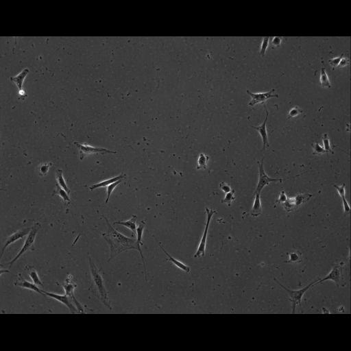  NCBI Organism:Mus musculus; Cell Types:permanent cell line cell Cell Components:cell, nucleus, extracellular matrix part; Biological process:localization, cellular localization, cell adhesion;