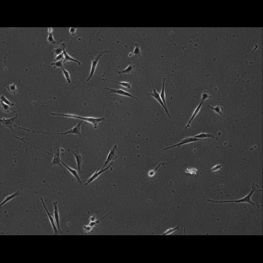  NCBI Organism:Mus musculus; Cell Types:permanent cell line cell Cell Components:cell, nucleus, extracellular matrix part; Biological process:localization, cellular localization, cell adhesion;