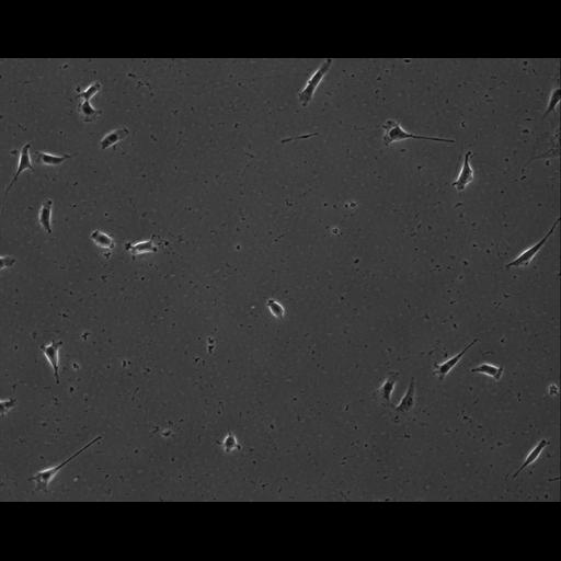  NCBI Organism:Mus musculus; Cell Types:permanent cell line cell Cell Components:cell, nucleus, extracellular matrix part; Biological process:localization, cellular localization, cell adhesion;