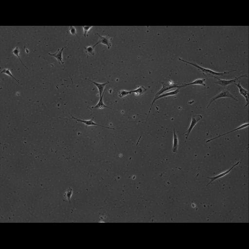  NCBI Organism:Mus musculus; Cell Types:permanent cell line cell Cell Components:cell, nucleus, extracellular matrix part; Biological process:localization, cellular localization, cell adhesion;