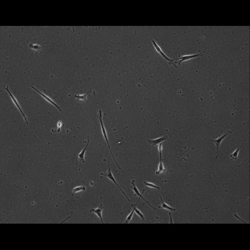  NCBI Organism:Mus musculus; Cell Types:permanent cell line cell Cell Components:cell, nucleus, extracellular matrix part; Biological process:localization, cellular localization, cell adhesion;