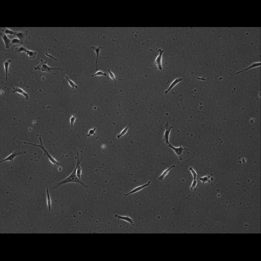  NCBI Organism:Mus musculus; Cell Types:permanent cell line cell Cell Components:cell, nucleus, extracellular matrix part; Biological process:localization, cellular localization, cell adhesion;