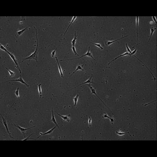  NCBI Organism:Mus musculus; Cell Types:permanent cell line cell Cell Components:cell, nucleus, extracellular matrix part; Biological process:localization, cellular localization, cell adhesion;