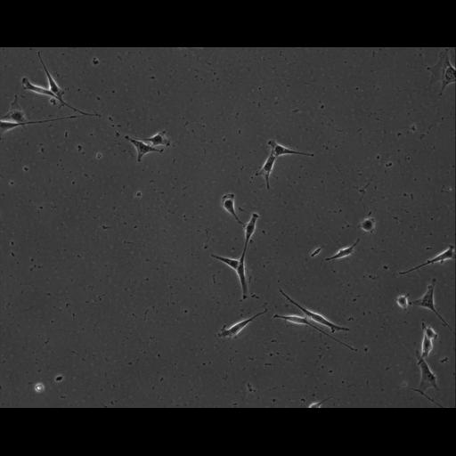  NCBI Organism:Mus musculus; Cell Types:permanent cell line cell Cell Components:cell, nucleus, extracellular matrix part; Biological process:localization, cellular localization, cell adhesion;