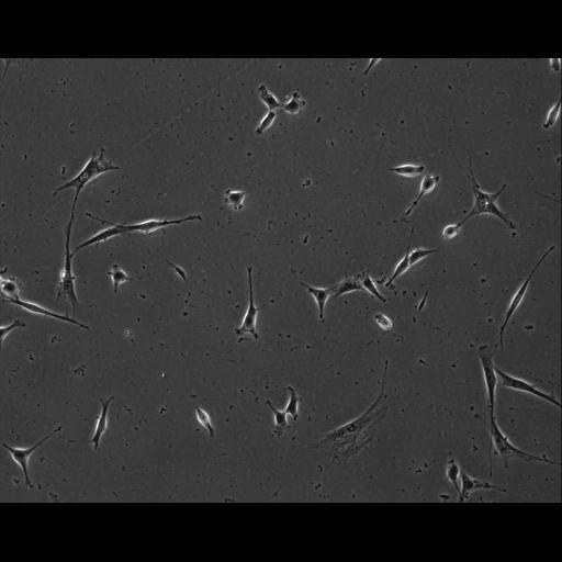  NCBI Organism:Mus musculus; Cell Types:permanent cell line cell Cell Components:cell, nucleus, extracellular matrix part; Biological process:localization, cellular localization, cell adhesion;