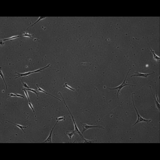  NCBI Organism:Mus musculus; Cell Types:permanent cell line cell Cell Components:cell, nucleus, extracellular matrix part; Biological process:localization, cellular localization, cell adhesion;