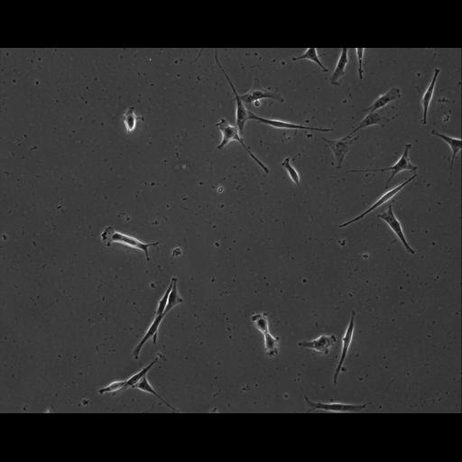  NCBI Organism:Mus musculus; Cell Types:permanent cell line cell Cell Components:cell, nucleus, extracellular matrix part; Biological process:localization, cellular localization, cell adhesion;