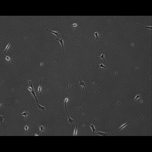  NCBI Organism:Mus musculus; Cell Types:permanent cell line cell Cell Components:cell, nucleus, extracellular matrix part; Biological process:localization, cellular localization, cell adhesion;