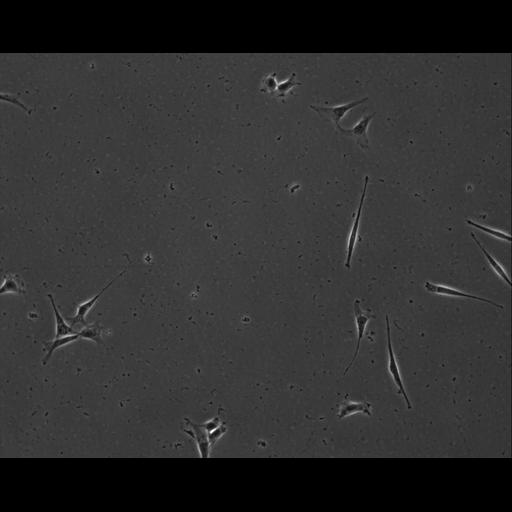  NCBI Organism:Mus musculus; Cell Types:permanent cell line cell Cell Components:cell, nucleus, extracellular matrix part; Biological process:localization, cellular localization, cell adhesion;