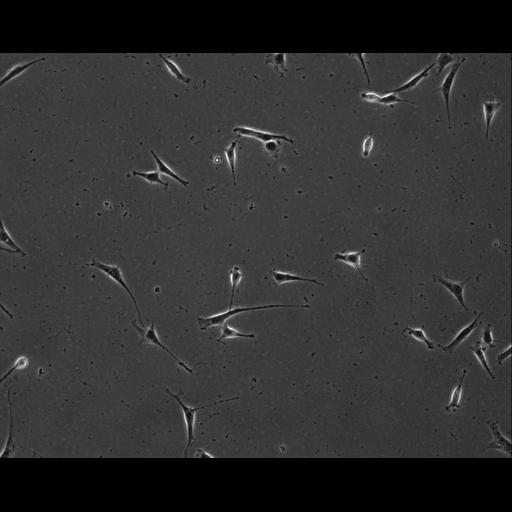  NCBI Organism:Mus musculus; Cell Types:permanent cell line cell Cell Components:cell, nucleus, extracellular matrix part; Biological process:localization, cellular localization, cell adhesion;