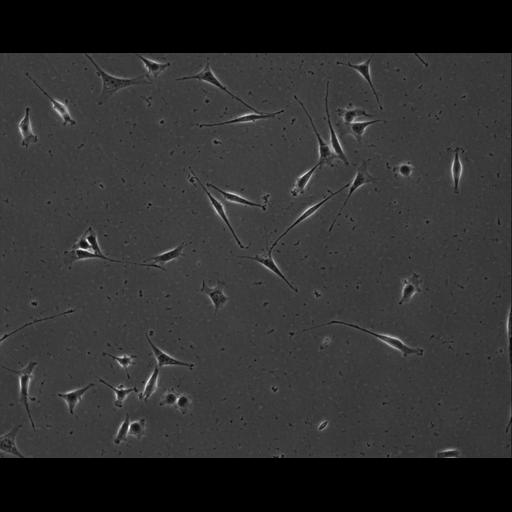  NCBI Organism:Mus musculus; Cell Types:permanent cell line cell Cell Components:cell, nucleus, extracellular matrix part; Biological process:localization, cellular localization, cell adhesion;