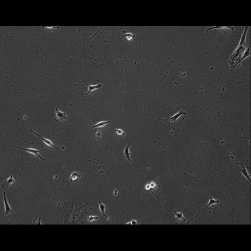  NCBI Organism:Mus musculus; Cell Types:permanent cell line cell Cell Components:cell, nucleus, extracellular matrix part; Biological process:localization, cellular localization, cell adhesion;