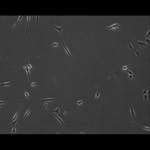  NCBI Organism:Mus musculus; Cell Types:permanent cell line cell Cell Components:cell, nucleus, extracellular matrix part; Biological process:localization, cellular localization, cell adhesion;