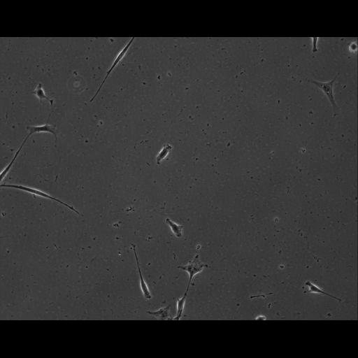  NCBI Organism:Mus musculus; Cell Types:permanent cell line cell Cell Components:cell, nucleus, extracellular matrix part; Biological process:localization, cellular localization, cell adhesion;