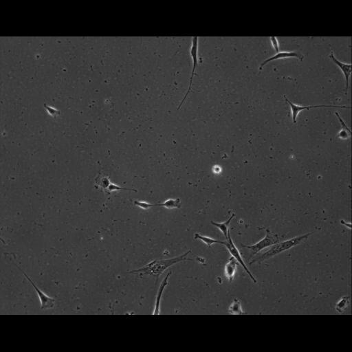  NCBI Organism:Mus musculus; Cell Types:permanent cell line cell Cell Components:cell, nucleus, extracellular matrix part; Biological process:localization, cellular localization, cell adhesion;