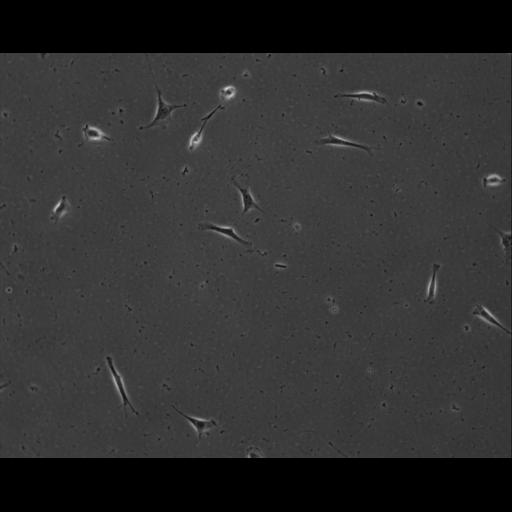  NCBI Organism:Mus musculus; Cell Types:permanent cell line cell Cell Components:cell, nucleus, extracellular matrix part; Biological process:localization, cellular localization, cell adhesion;