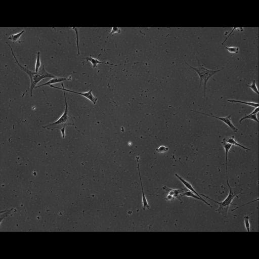  NCBI Organism:Mus musculus; Cell Types:permanent cell line cell Cell Components:cell, nucleus, extracellular matrix part; Biological process:localization, cellular localization, cell adhesion;