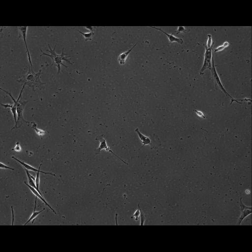  NCBI Organism:Mus musculus; Cell Types:permanent cell line cell Cell Components:cell, nucleus, extracellular matrix part; Biological process:localization, cellular localization, cell adhesion;