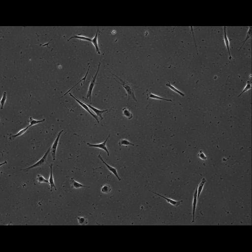  NCBI Organism:Mus musculus; Cell Types:permanent cell line cell Cell Components:cell, nucleus, extracellular matrix part; Biological process:localization, cellular localization, cell adhesion;