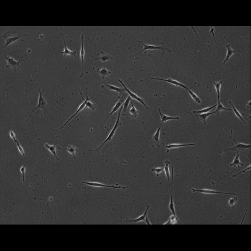  NCBI Organism:Mus musculus; Cell Types:permanent cell line cell Cell Components:cell, nucleus, extracellular matrix part; Biological process:localization, cellular localization, cell adhesion;