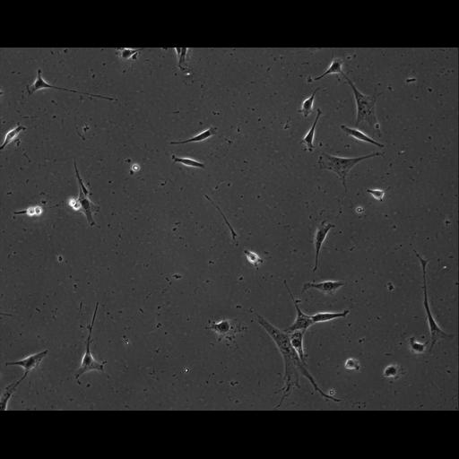  NCBI Organism:Mus musculus; Cell Types:permanent cell line cell Cell Components:cell, nucleus, extracellular matrix part; Biological process:localization, cellular localization, cell adhesion;