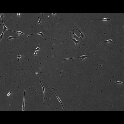  NCBI Organism:Mus musculus; Cell Types:permanent cell line cell Cell Components:cell, nucleus, extracellular matrix part; Biological process:localization, cellular localization, cell adhesion;