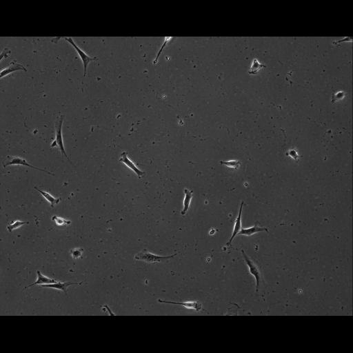  NCBI Organism:Mus musculus; Cell Types:permanent cell line cell Cell Components:cell, nucleus, extracellular matrix part; Biological process:localization, cellular localization, cell adhesion;