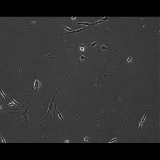  NCBI Organism:Mus musculus; Cell Types:permanent cell line cell Cell Components:cell, nucleus, extracellular matrix part; Biological process:localization, cellular localization, cell adhesion;