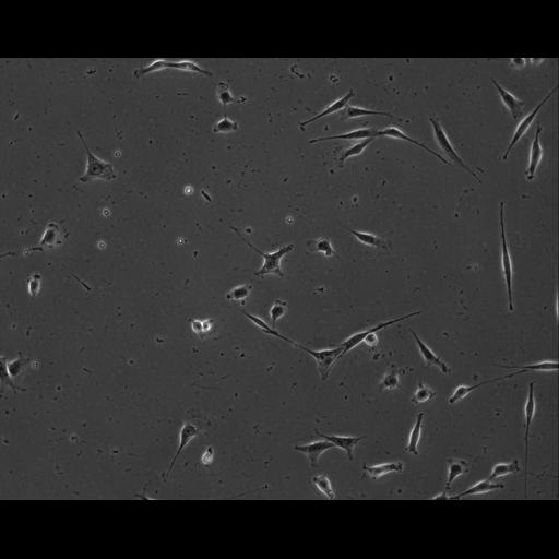  NCBI Organism:Mus musculus; Cell Types:permanent cell line cell Cell Components:cell, nucleus, extracellular matrix part; Biological process:localization, cellular localization, cell adhesion;