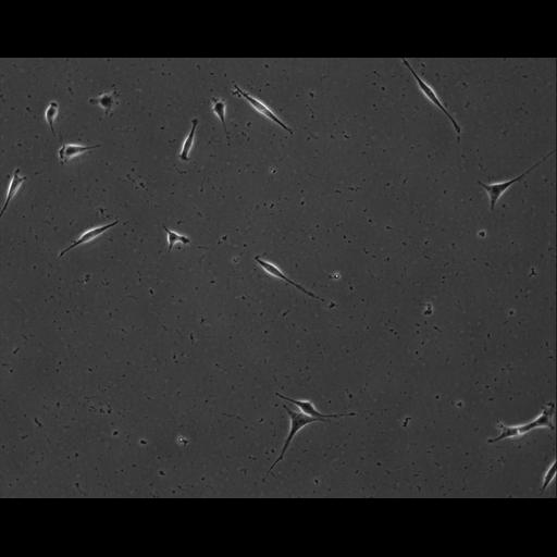  NCBI Organism:Mus musculus; Cell Types:permanent cell line cell Cell Components:cell, nucleus, extracellular matrix part; Biological process:localization, cellular localization, cell adhesion;