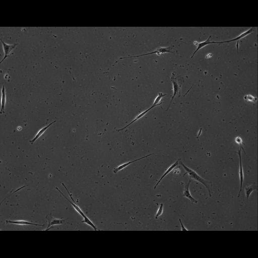  NCBI Organism:Mus musculus; Cell Types:permanent cell line cell Cell Components:cell, nucleus, extracellular matrix part; Biological process:localization, cellular localization, cell adhesion;