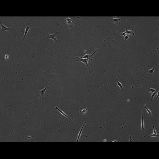  NCBI Organism:Mus musculus; Cell Types:permanent cell line cell Cell Components:cell, nucleus, extracellular matrix part; Biological process:localization, cellular localization, cell adhesion;