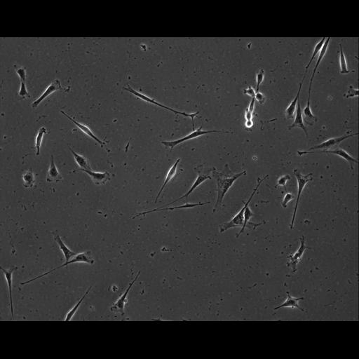  NCBI Organism:Mus musculus; Cell Types:permanent cell line cell Cell Components:cell, nucleus, extracellular matrix part; Biological process:localization, cellular localization, cell adhesion;