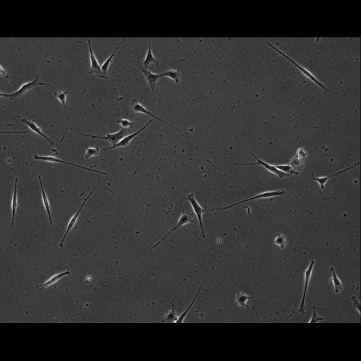  NCBI Organism:Mus musculus; Cell Types:permanent cell line cell Cell Components:cell, nucleus, extracellular matrix part; Biological process:localization, cellular localization, cell adhesion;