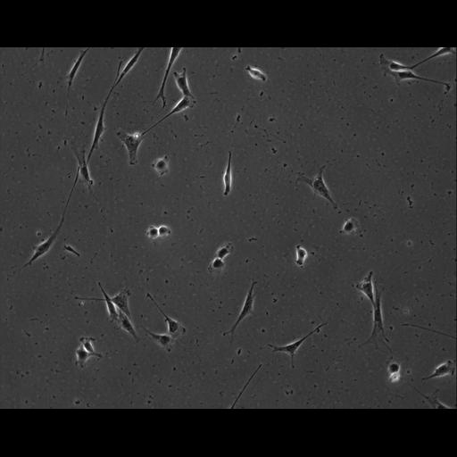  NCBI Organism:Mus musculus; Cell Types:permanent cell line cell Cell Components:cell, nucleus, extracellular matrix part; Biological process:localization, cellular localization, cell adhesion;