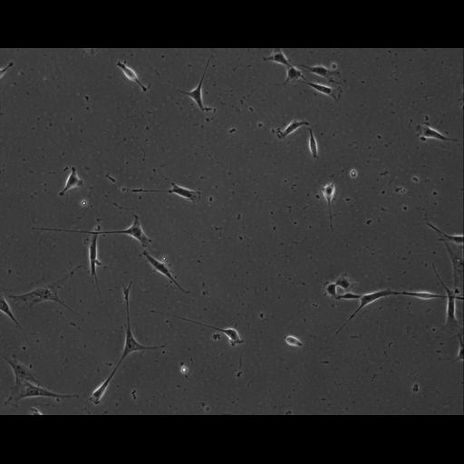  NCBI Organism:Mus musculus; Cell Types:permanent cell line cell Cell Components:cell, nucleus, extracellular matrix part; Biological process:localization, cellular localization, cell adhesion;