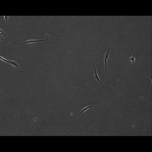  NCBI Organism:Mus musculus; Cell Types:permanent cell line cell Cell Components:cell, nucleus, extracellular matrix part; Biological process:localization, cellular localization, cell adhesion;